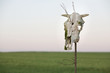 Czaszka krowy na polu wiosną, cow scull gras spring