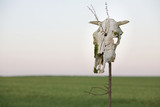 Fototapeta  - Czaszka krowy na polu wiosną, cow scull gras spring