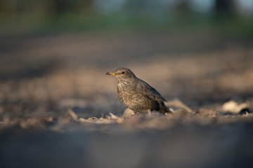 Wall Mural - Blackbird