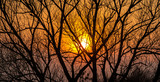 Fototapeta Krajobraz - Silhouettes of tree branches on a sunset background