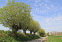 A Row Of Pollard Willows With Fresh Green Leaves At A Dike Along A Road In The Netherlands In The Countryside In Springtime With A Blue Sky