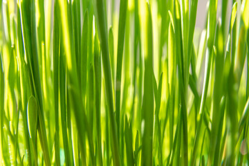 Close up on lush green grass in spring used as cat food or to show growth in economy. Bright sun light. Open for editing with copy space