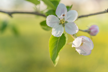 Canvas Print - Fleur de pommier dans un verger au printemps