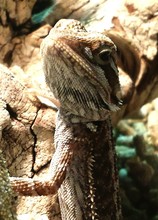 Close-up Of Bearded Dragon On Tree