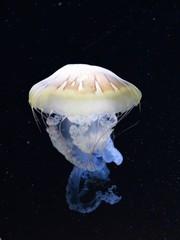 jelly fish in aquarium