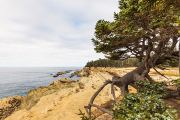 Wall Mural - Tree hanging by roots at edge of cliff looking toward ocean