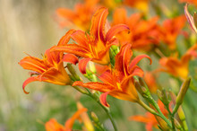Hemerocallis Fulva Beautiful Orange Plants In Bloom, Ornamental Flowering Daylily Flowers In Natural Parkland