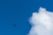 Black bird in blue sky with big cloud
