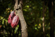 Chocolate pods on cocoa trees
