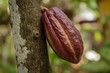 Chocolate pods on cocoa trees