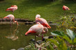 Pink flamingo birds in and around a pond.