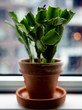 Potted plant on a window sill in an urban environment
