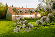 Apple blossoms in front of an old barn