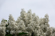 White lilacs bloom on top of a tree