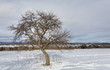 Tree in a field of snow