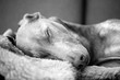 Close up of a Doberman dog sleeping on a sheep's skin