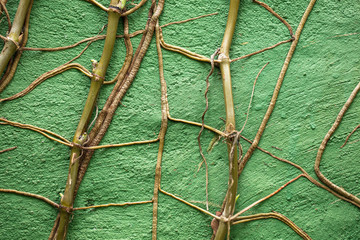 Wall Mural - Parede verde com raízes de planta