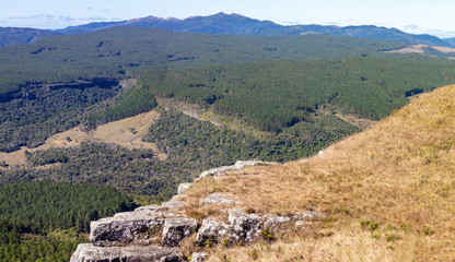 Poster - Paisagem de vale com plantação de pinheiros