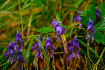 Poster - Purple Flowers Grow In The Grasses