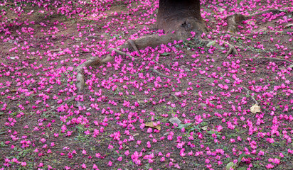 Wall Mural - Chão com flores de cerejeira