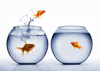 Poster - goldfish jumping out of the water