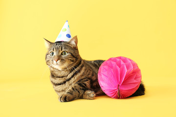 Cute cat in party hat on color background