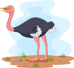 Poster - Cartoon ostrich in the field