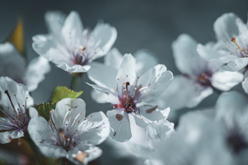 Wall Mural - Cherry Blossom Close Up View