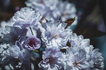 Wall Mural - Cherry Blossom Close Up View