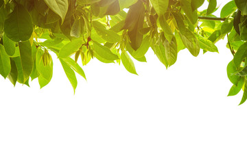 Wall Mural - Closeup nature view of Ylang-Ylang flowers green leaf on white background with blank for copy space for text of summer and tropical.