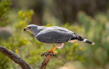 Grey Hawk Perched on Branch profile view green background