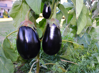 Ripe eggplant growing in a backyard garden