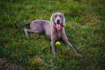 weimaraner