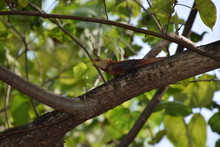 Low Angle View Of Bearded Dragon On Tree