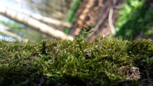 Close-up Of Moss On Tree Trunk In Forest
