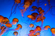© Lela Kieler - jellyfish in aquarium