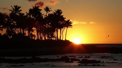Wall Mural - Beach sunset or sunrise with tropical palm trees. Summer travel holidays vacation getaway colorful concept photo from sea ocean water at Kohala coast, Big Island, Hawaii, USA.