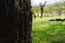 Close-up Of Tree Trunk By Grassy Field