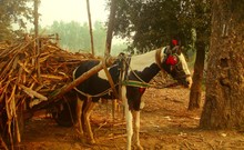 Horse Pulling Wagon With Pile Of Wood
