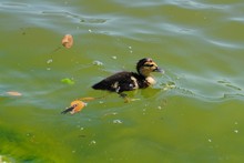 High Angle View Of Duckling Swimming In Lake At Burke Crenshaw Park