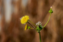 Close-up Macro Of Yellow Flower And Buds Of Spiny Sow Thistle (Sonchus Asper) Plant Growing In Texas