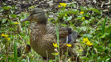 Female Mallard Duck With Ducklings On Grass