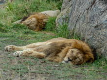 Lions Resting By Rock On Field