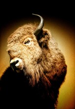 Close-up Of American Bison Head Mounted On Wall