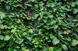 Blätterwand Felswand mit Ranken und Blättern bewachsen