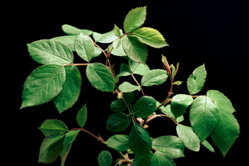 Poster - Close up beautiful  twig of rose with young green leaves and thorns, isolated on a black background pattern for design.