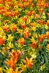 Wall Mural - Closeup yellow and orange tulip beds