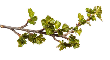 Gooseberry bush branch on an isolated white background. Berry bush sprout with leaves isolate.