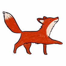 Red Fox Walking