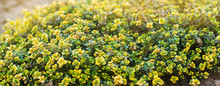 Yellow Bush Of Lemon Thyme. Thymus Citriodorus. Perennial Herb With A Characteristic Lemon Scent Of Leaves. Soft Selective Focus.